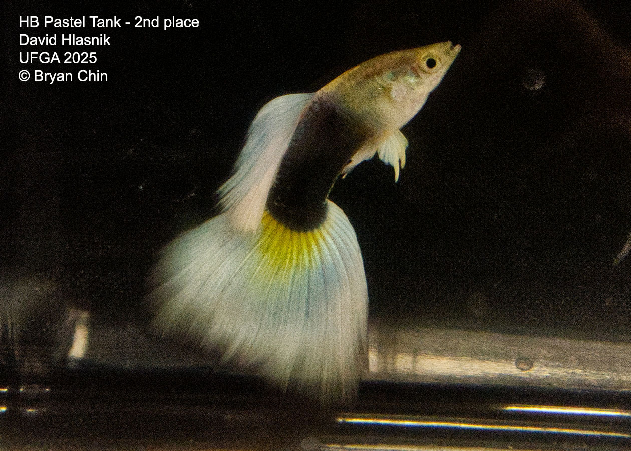 Guppy HB Pastel